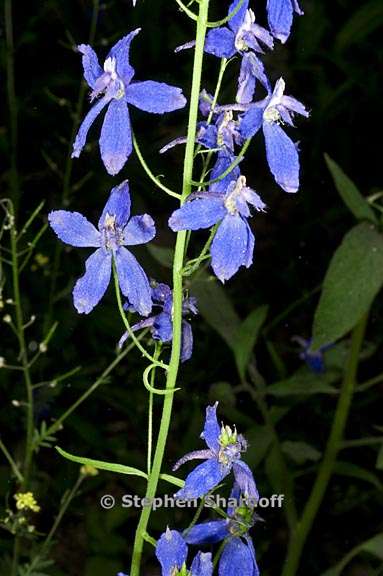 delphinium nuttallianum 1 graphic